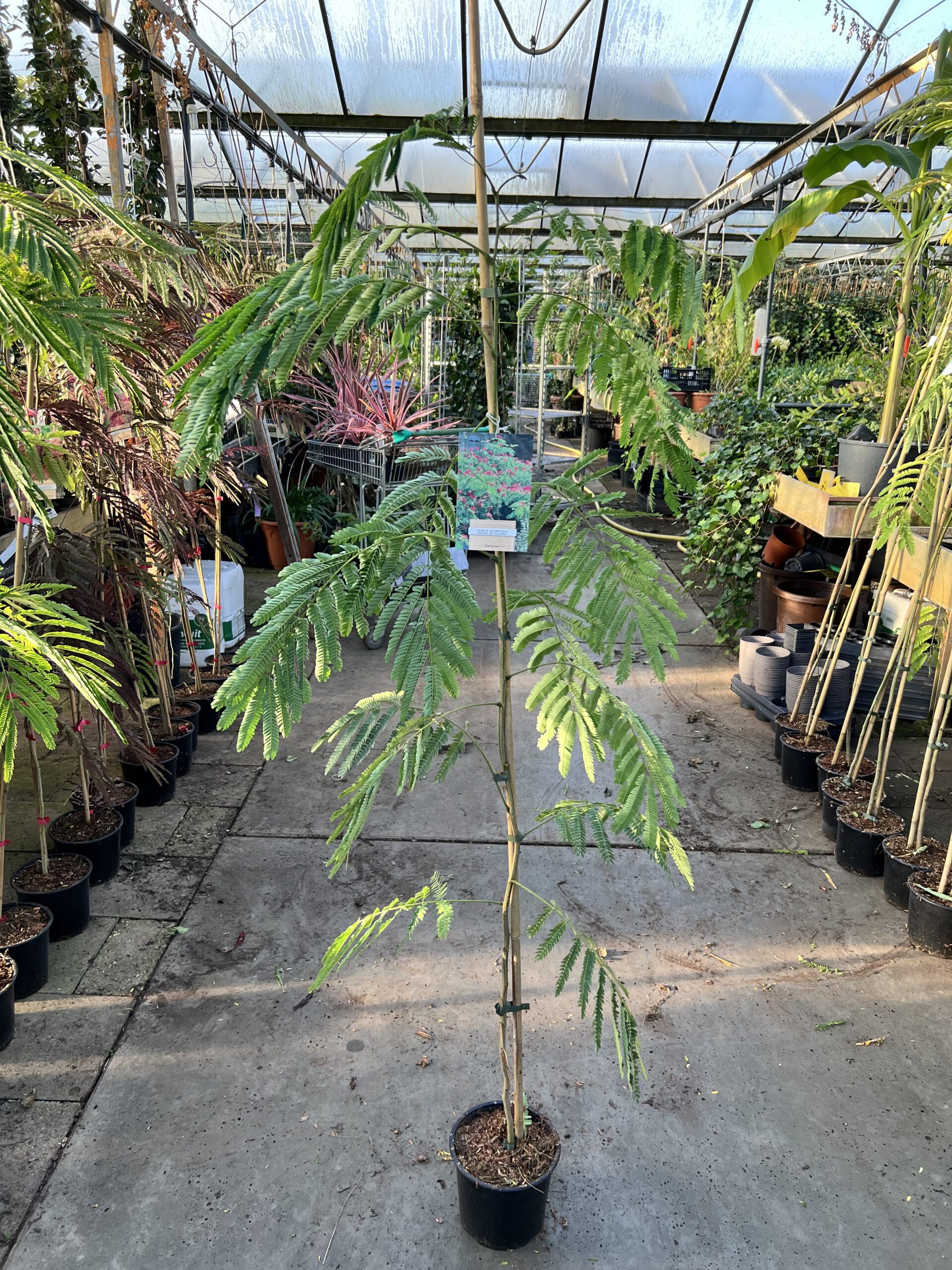Albizia 'Rouge de Tuilière'-Perzische slaapboom - Afbeelding 2