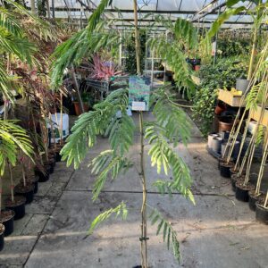Albizia rood