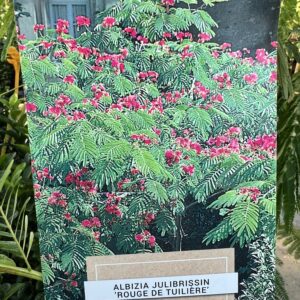 Albizia 'Rouge de Tuilière'-Perzische slaapboom