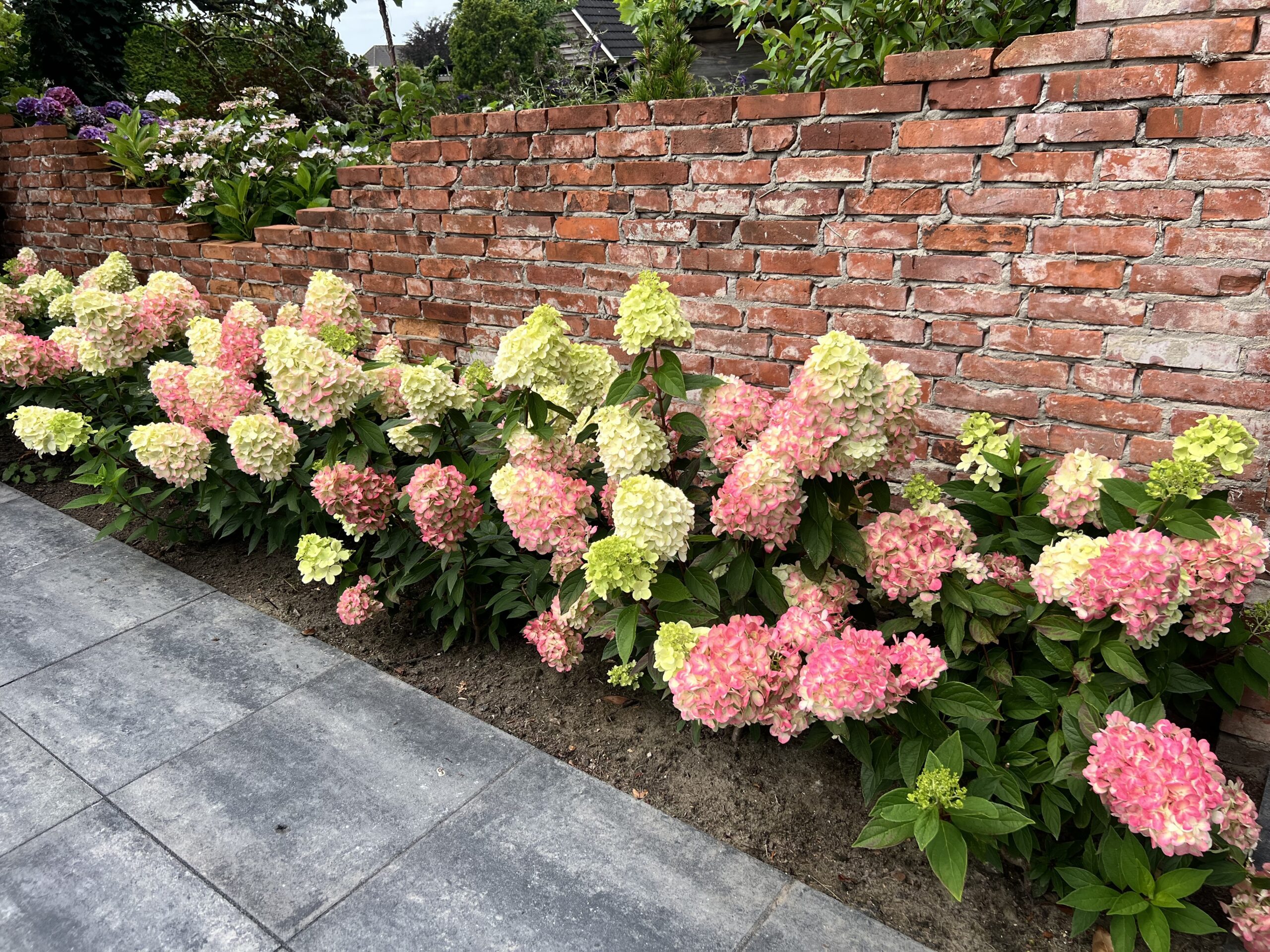 Hydrangea paniculata Bonfire - exclusieve pluimhortensia - Afbeelding 7