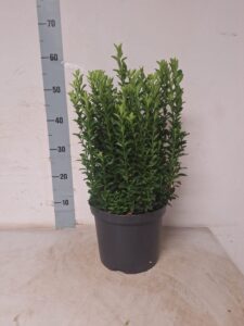 23 cm pot, met veel planten in één pot, u kunt er ook bollen van maken, 3-4 per m1