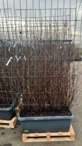 10 soorten kant en klaar hagen 180 cm hoog en 120 cm breed,