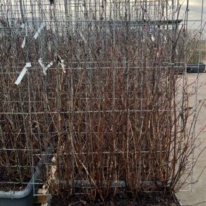 10 soorten kant en klaar hagen 180 cm hoog en 120 cm breed,