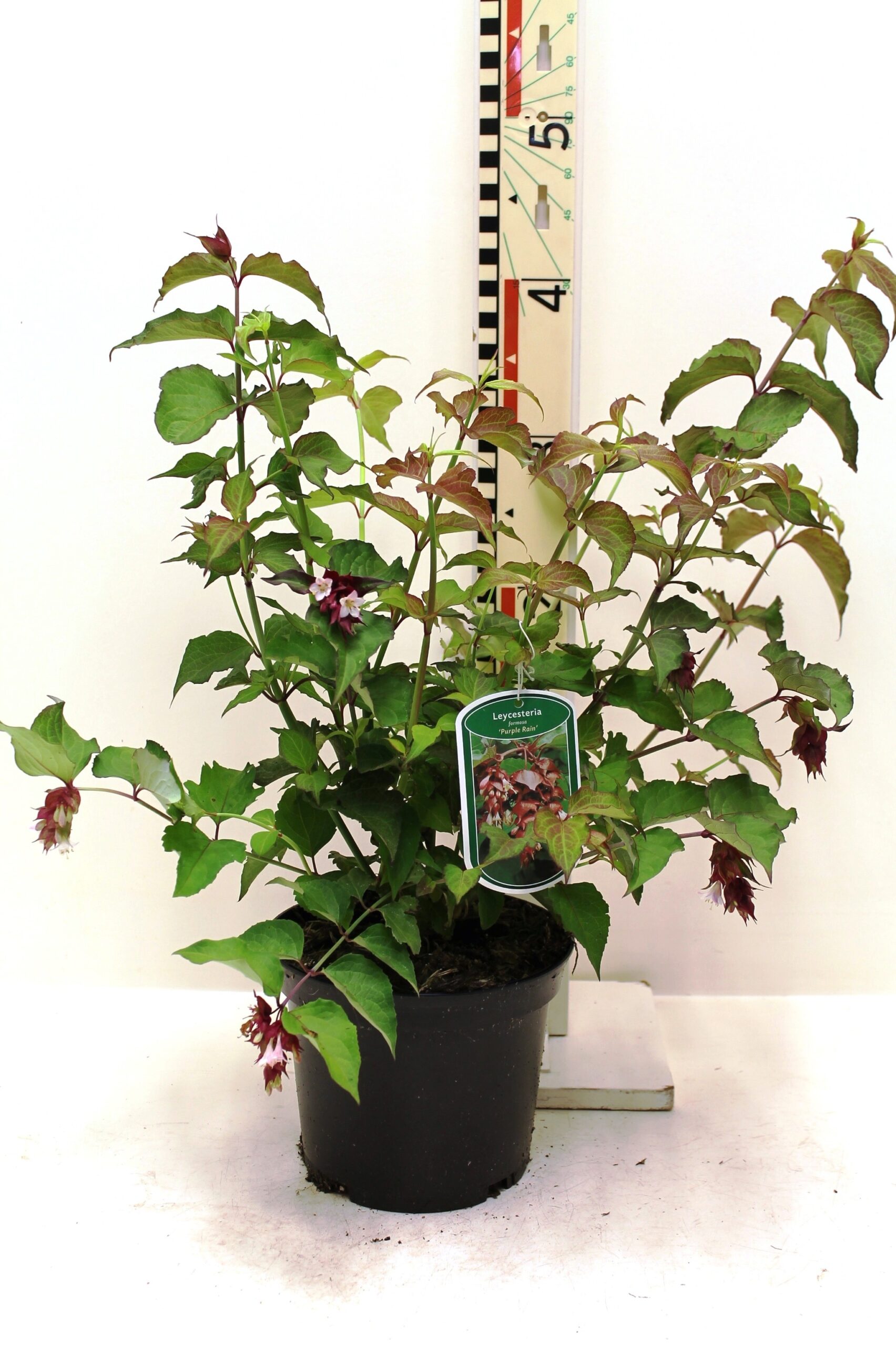 Leycesteria formosa , heester met heerlijke bessen in trosjes