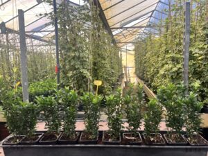 9 cm pot met 2 planten 20/30 cm tijdelijk slechts €0,99