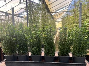 2 liter pot met 9 planten in één pot, 5 a 6 potten per m1