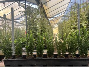 Green spire Euonymus 9 cm pot met 4 planten, op deze 100 cm staan 8 planten, wij adviseren 7-9 per m. De keus is aan u 15/20 cm €1,50 en 20/30 €1,75 en 30/40 cm €2,00