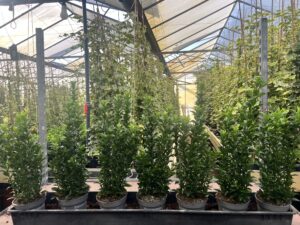 12 cm pot met 6 planten, u plant er 7-8 voor een strak resultaat, 20/30 cm hoog