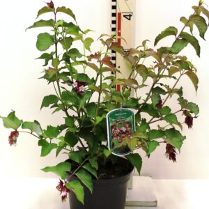 Leycesteria formosa , heester met heerlijke bessen in trosjes