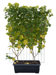 10 soorten kant en klaar hagen 180 cm hoog en 120 cm breed,