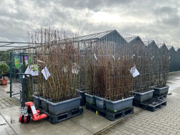 10 soorten kant en klaar hagen 180 cm hoog en 120 cm breed,