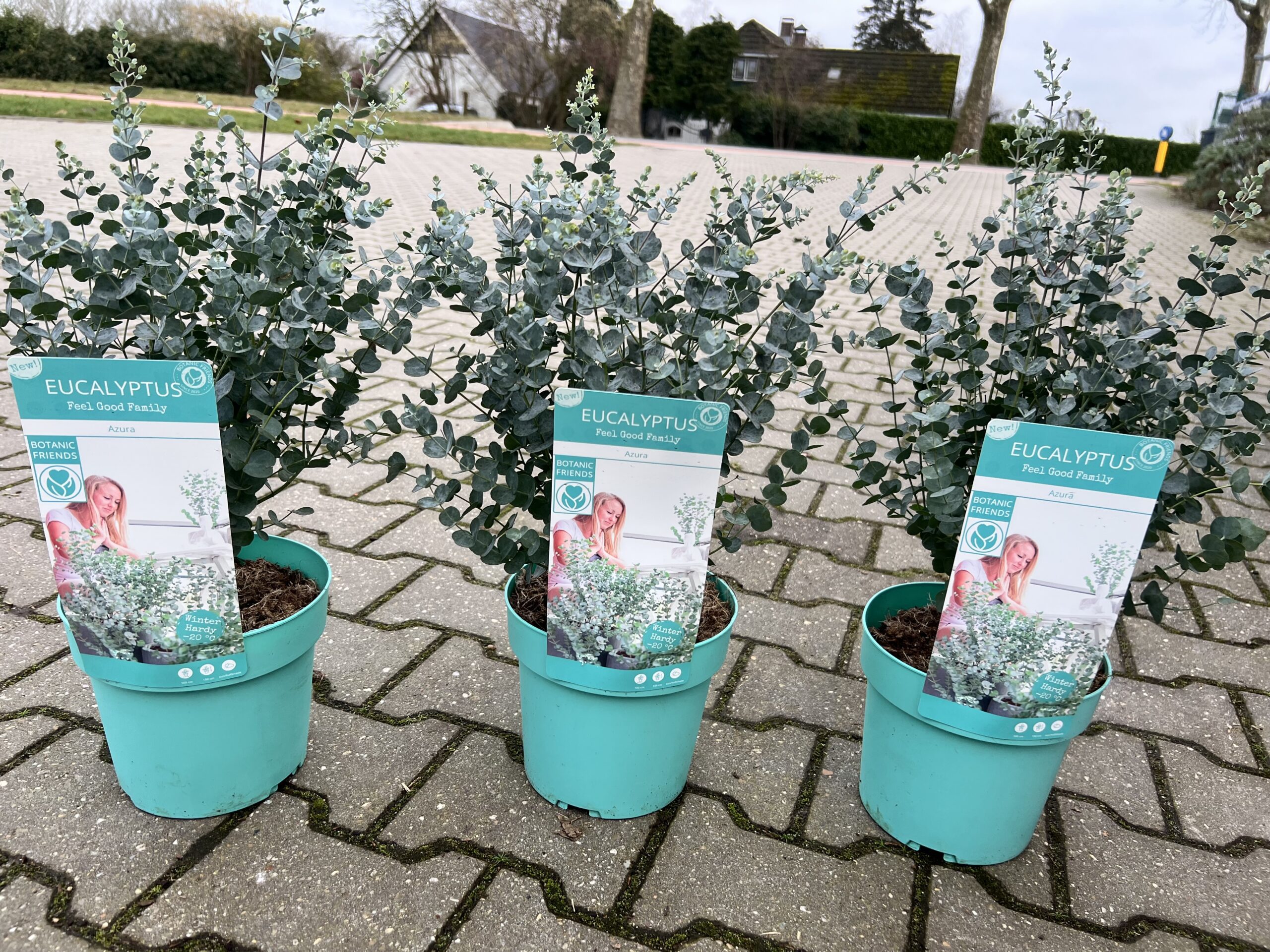 Eucalyptus gunnii 'Azura' is de eerste echt winterharde eucalyptus.
