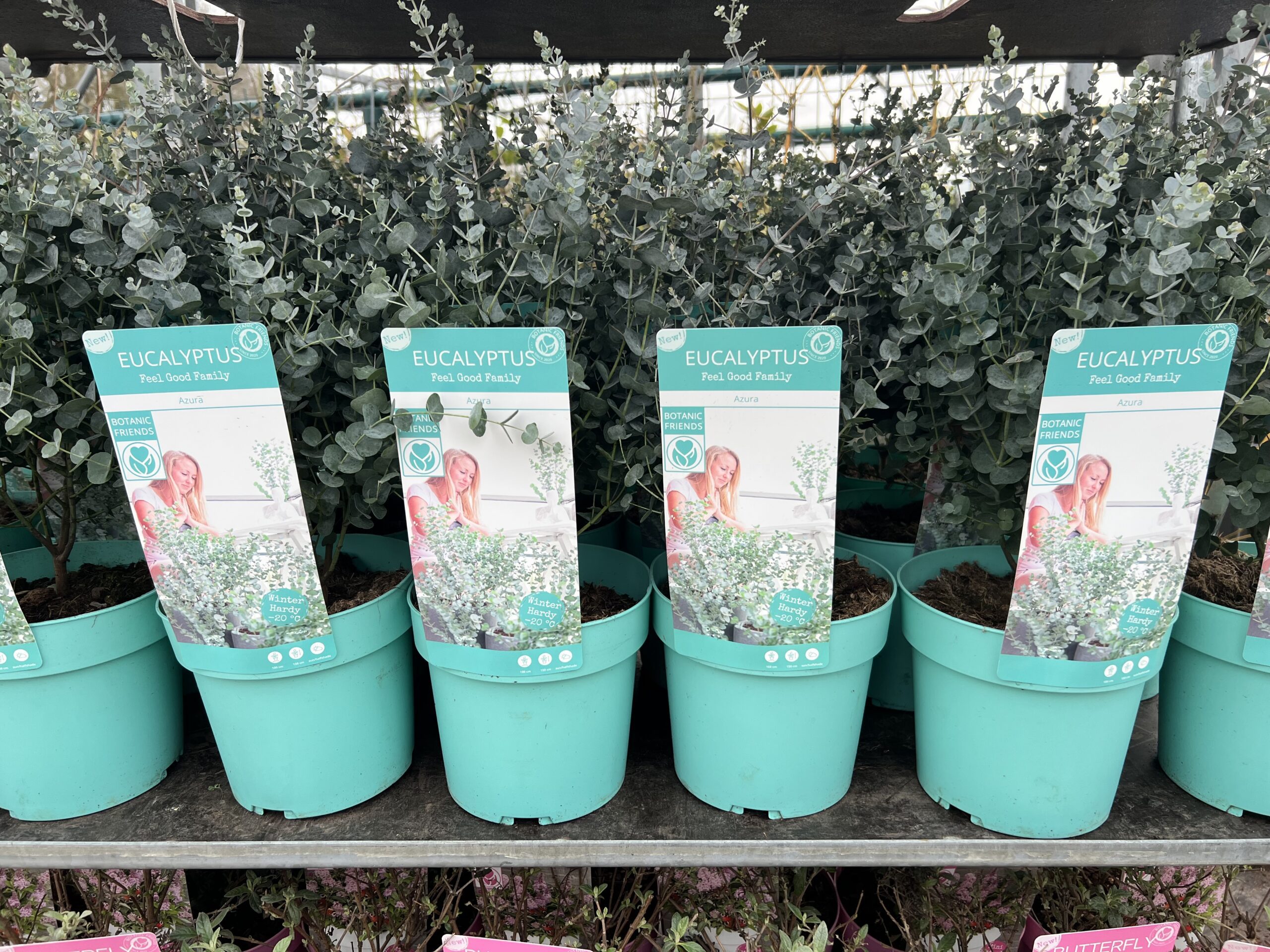 Eucalyptus gunnii 'Azura' is de eerste echt winterharde eucalyptus. - Afbeelding 2