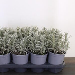 Lavandula angustifolia Albus , volle 13 cm pot.