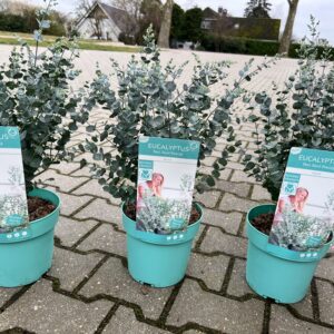 Eucalyptus gunnii 'Azura' is de eerste echt winterharde eucalyptus.