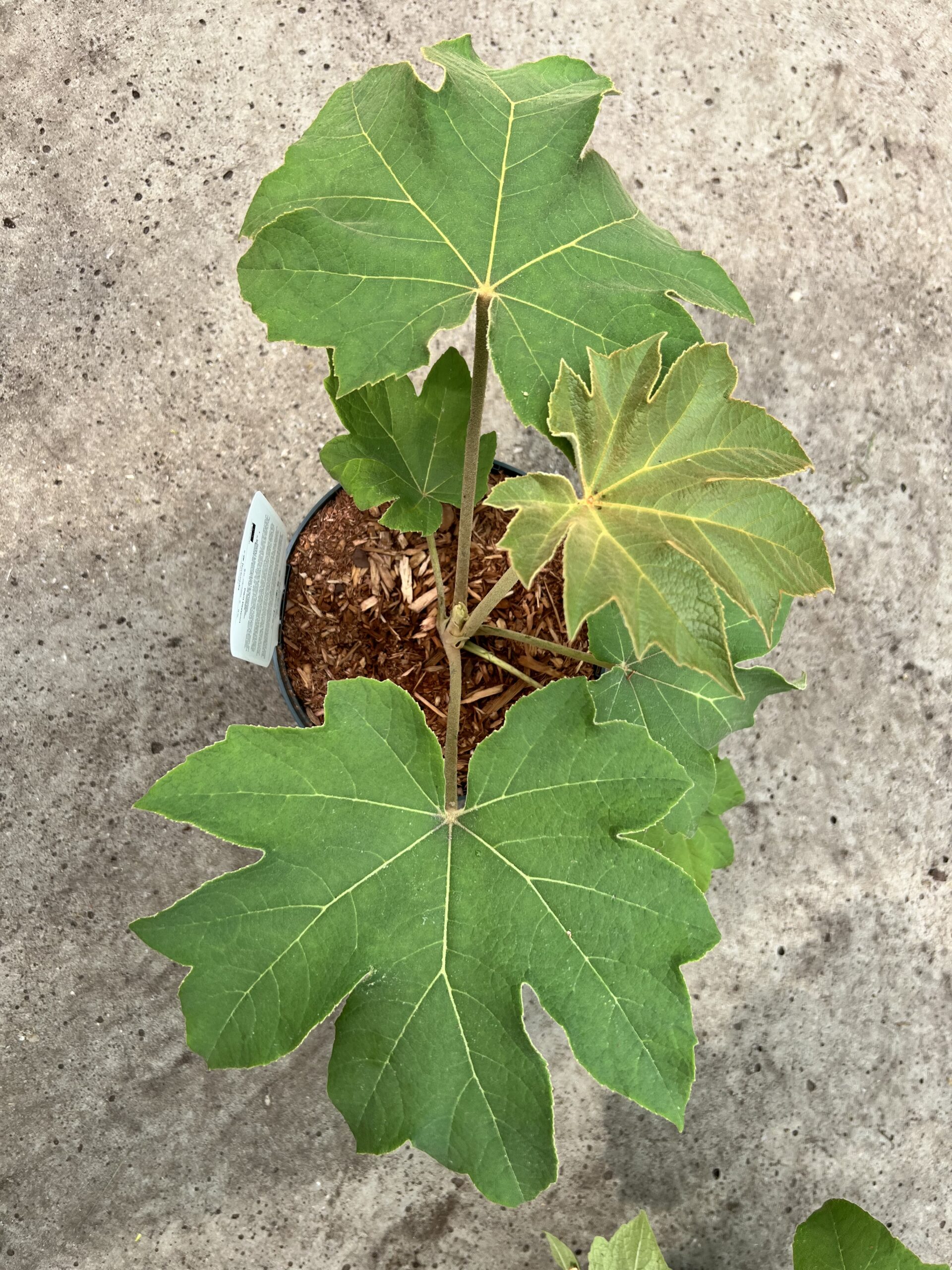 Tetrapanex papyrifera Rex-rijstpapier plant