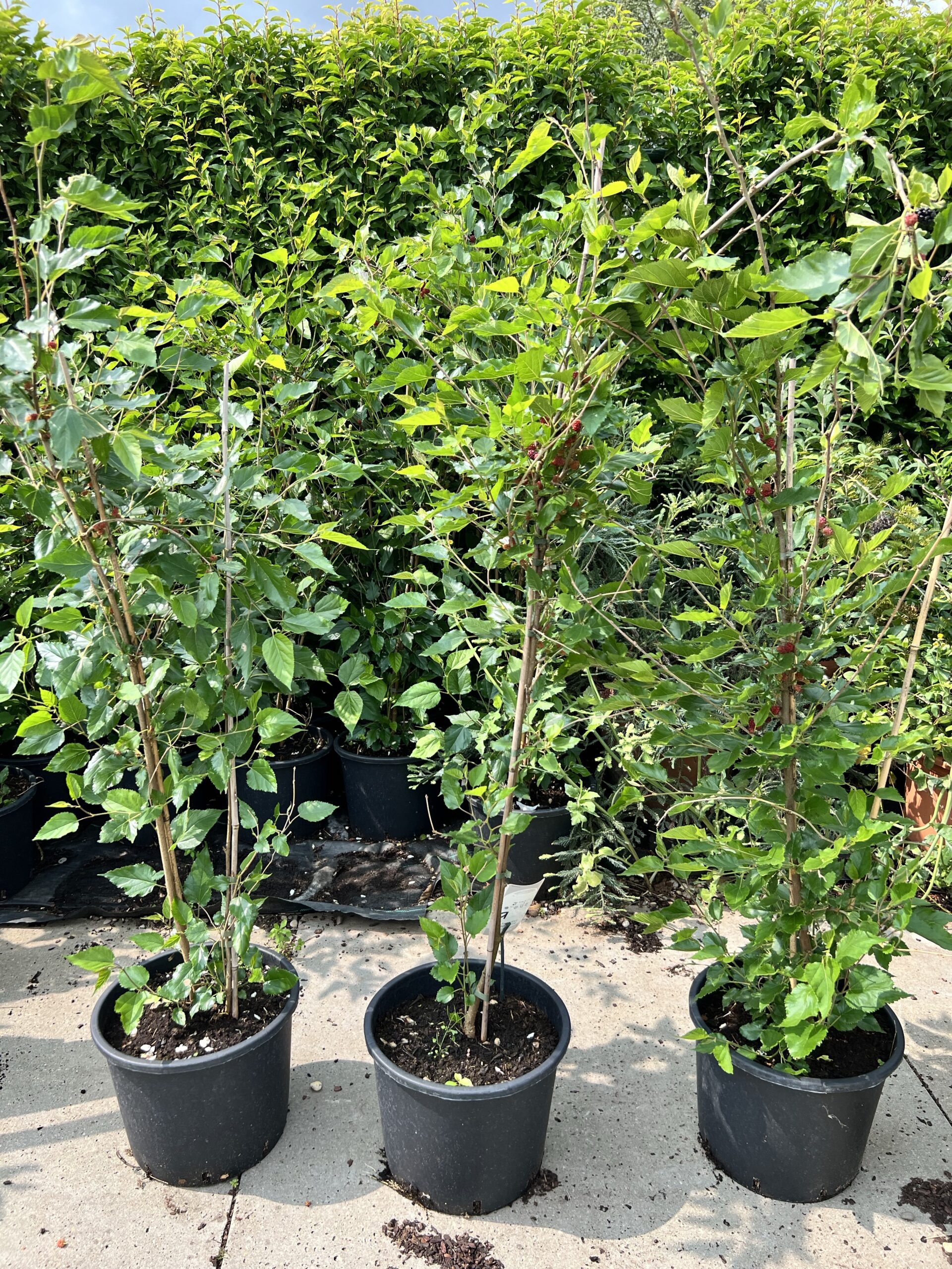 Morus rotundiloba BonBonBerry® ‘Mojo Berry’- Moerbei plant