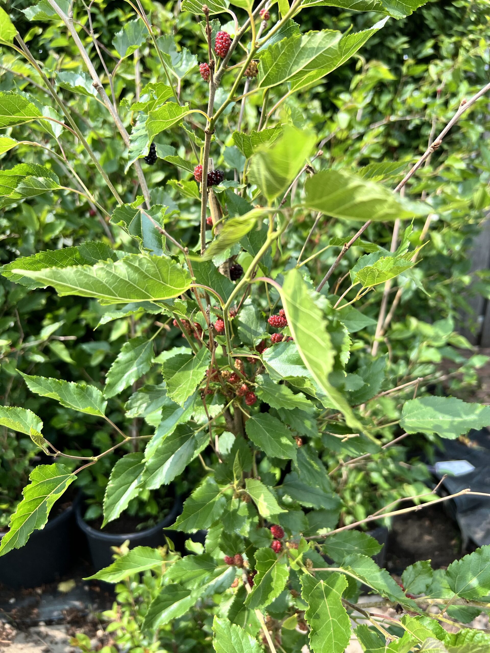 Morus rotundiloba BonBonBerry® ‘Mojo Berry’- Moerbei plant