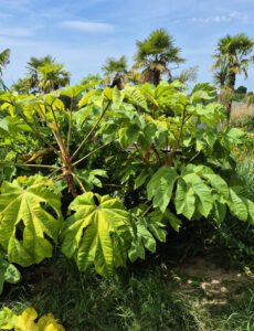 Tetrapanax papyrifer 'Rex' -rijstpapierplant aparte en moeilijk verkrijgbaar