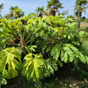 Tetrapanax papyrifer 'Rex' -rijstpapierplant aparte en moeilijk verkrijgbaar