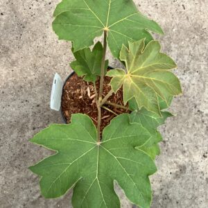 Tetrapanex papyrifera Rex-rijstpapier plant