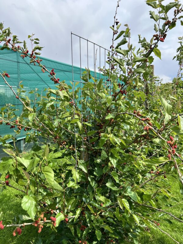 Morus rotundiloba BonBonBerry® ‘Mojo Berry’- Moerbei plant 80/100 t/m 150/175 - Afbeelding 4