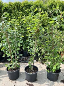 Morus rotundiloba BonBonBerry® ‘Mojo Berry’- Moerbei plant