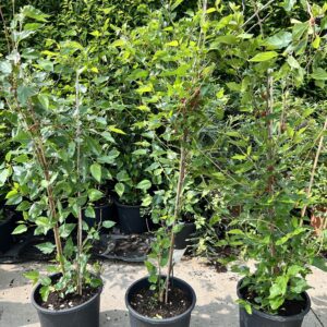 Morus rotundiloba BonBonBerry® ‘Mojo Berry’- Moerbei plant