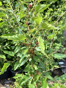 Morus rotundiloba BonBonBerry® ‘Mojo Berry’- Moerbei plant