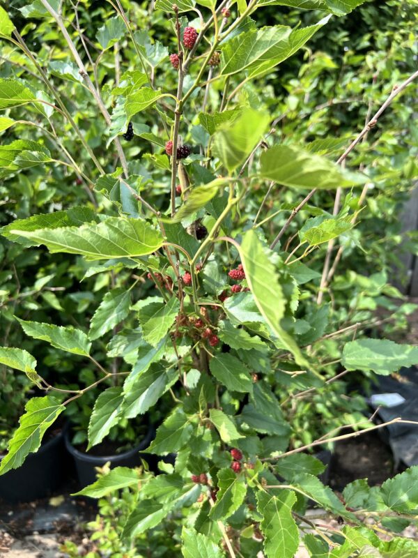 Morus rotundiloba BonBonBerry® ‘Mojo Berry’- Moerbei plant
