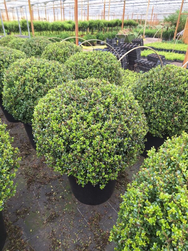 Ilex Luxus Globe, de mooiste ilex van allemaal, in diverse maten verkrijgbaar