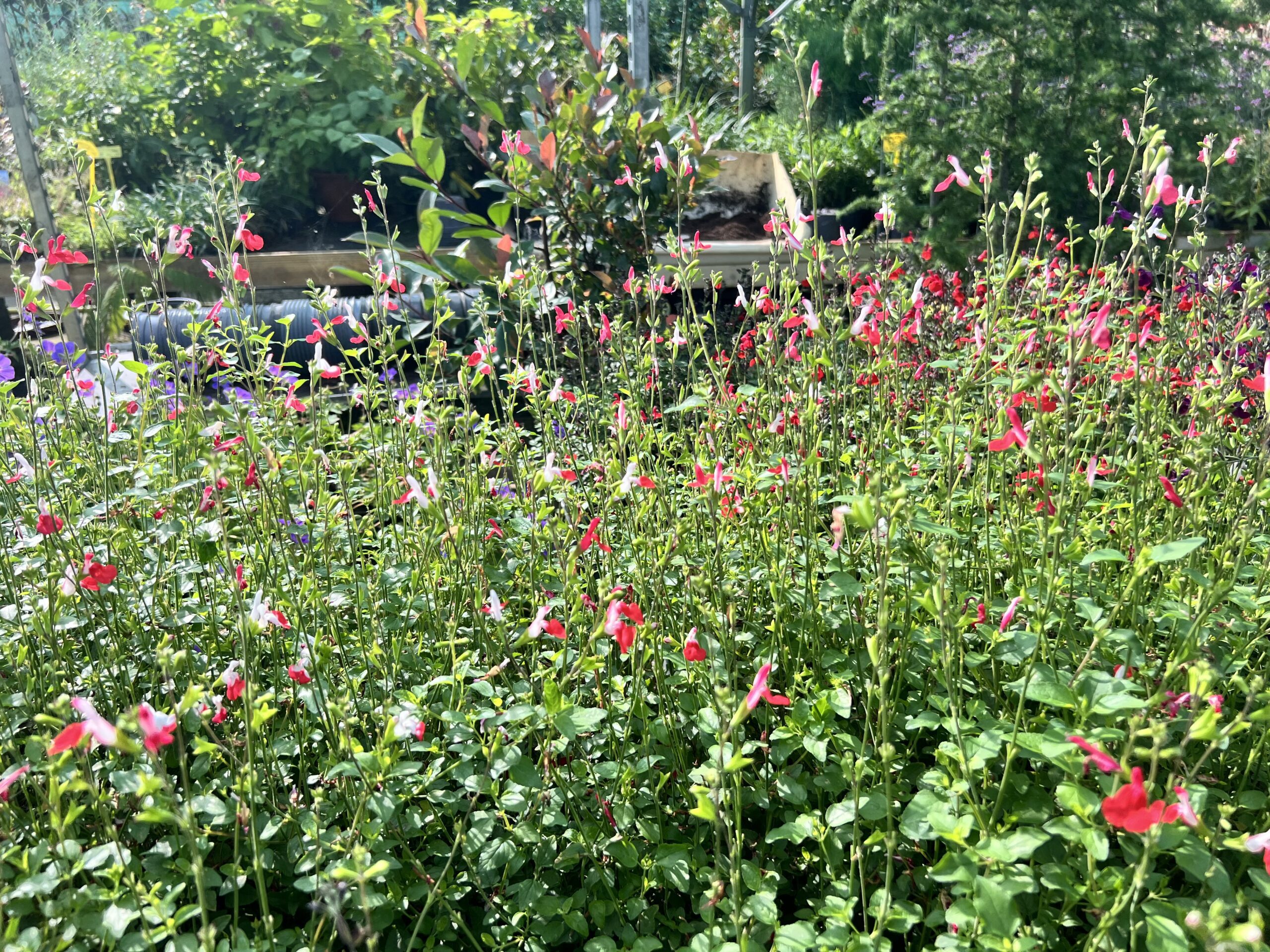Salvia microphylla Hot Lips