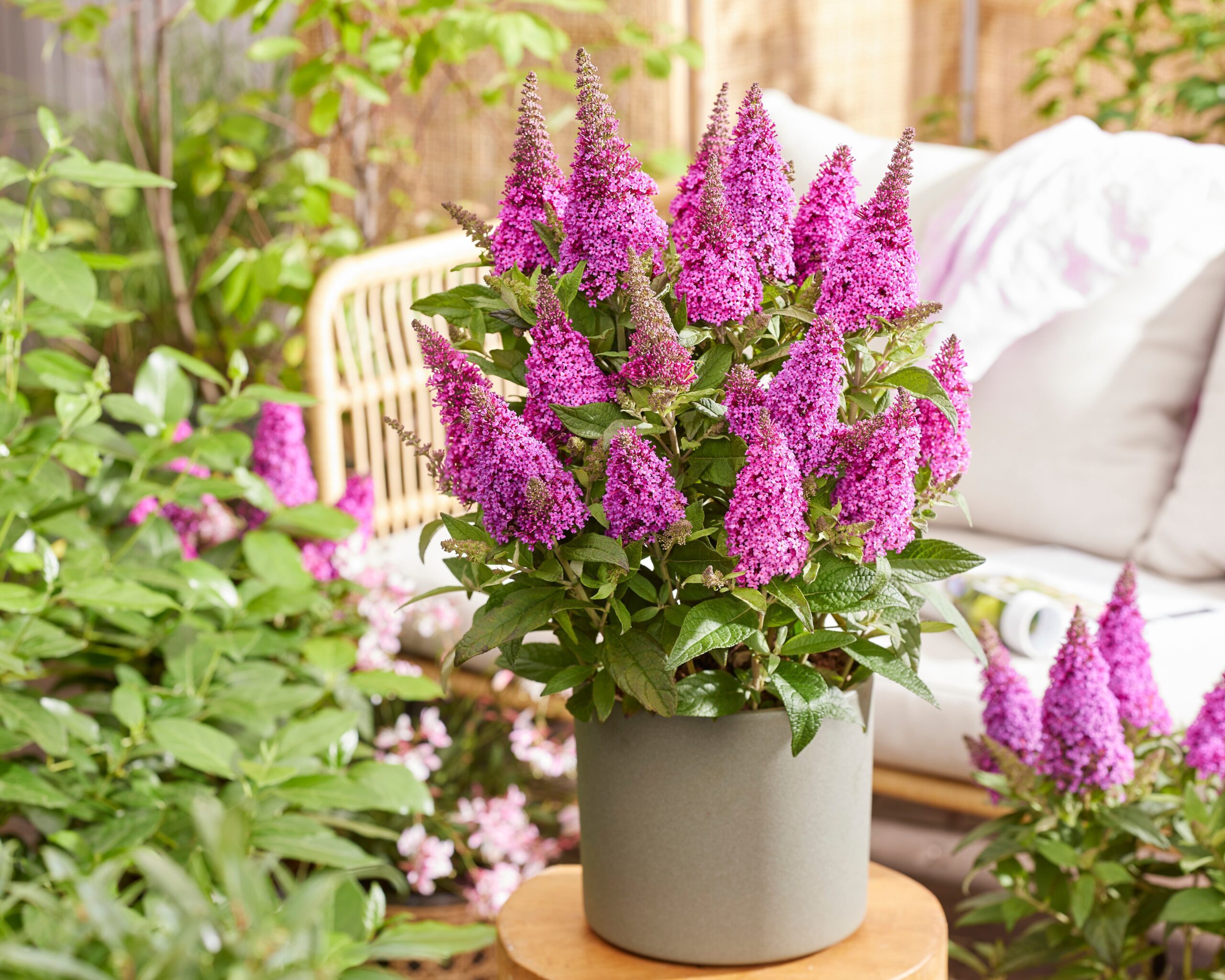 Buddleja Butterfly Candy Little Cerise-dwerg vlinderstruik
