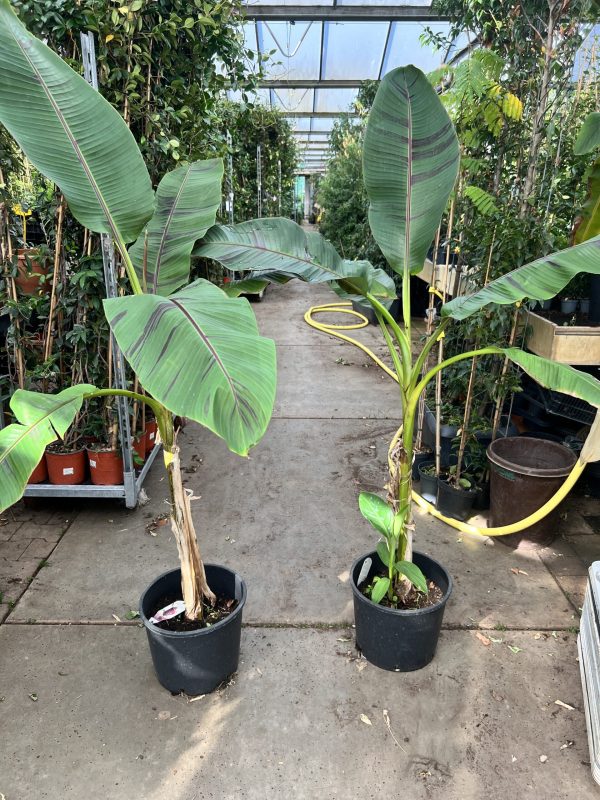 Musa Sikkimensis- winterhardste darjee banaan