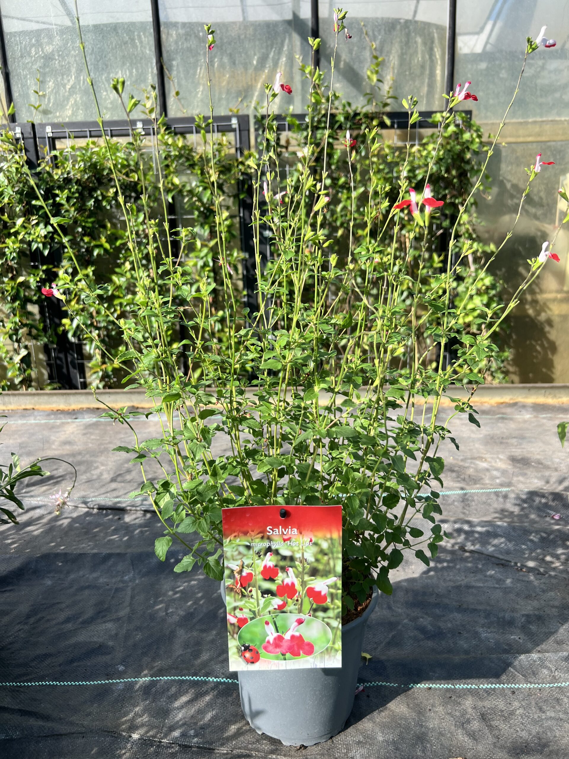 Salvia microphylla Hot Lips - Afbeelding 2