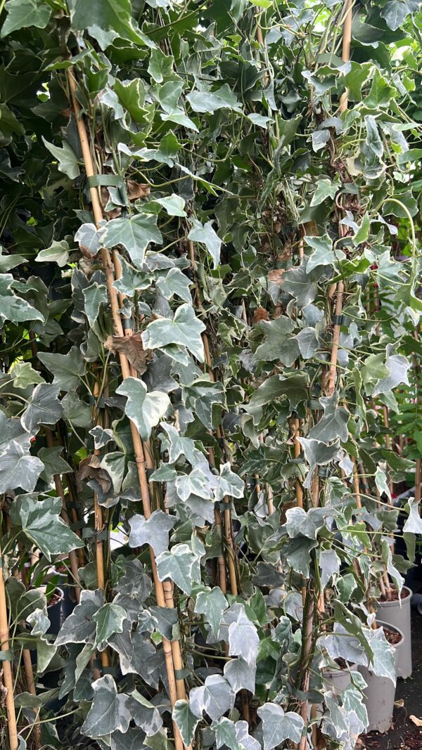 Hedera helix Glacier, zilveren klimop