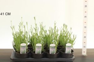 13 cm pot Lavandula Phenomenal , foto is van 24/5/2026 staan in de voorbeeld tuinen van de Buxuskoning