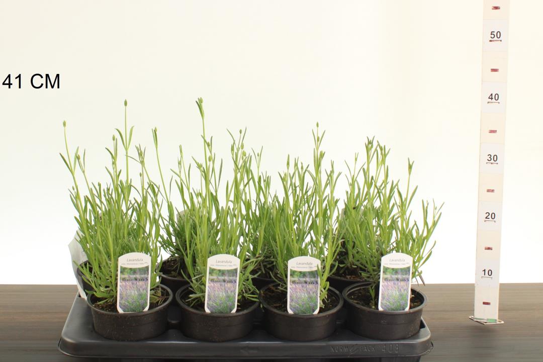 13 cm pot Lavandula Phenomenal , foto is van 24/5/2026 staan in de voorbeeld tuinen van de Buxuskoning