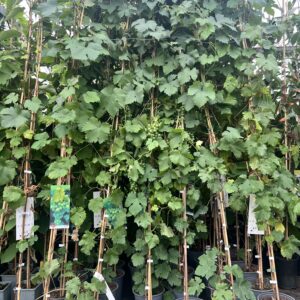 Vitis Boskoop Glory- pitloze blauwe druif