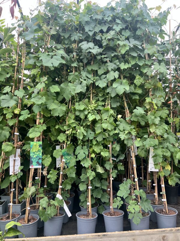 Vitis Boskoop Glory- pitloze blauwe druif
