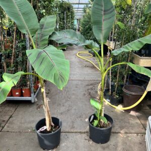 Musa Sikkimensis- winterhardste darjee banaan
