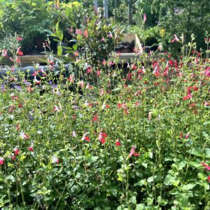 Salvia microphylla Hot Lips
