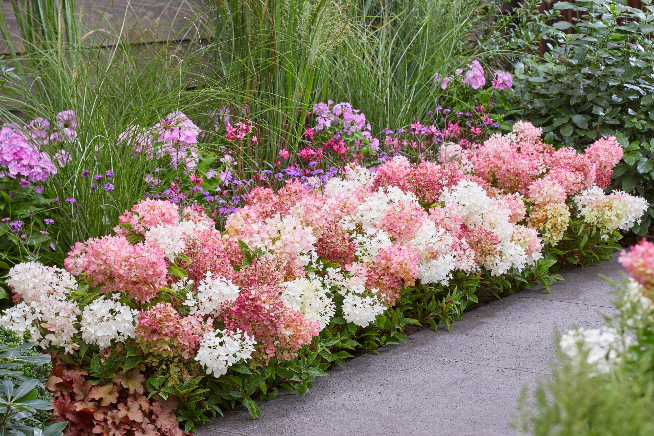 Hydrangea paniculata Groundbreaker Blush - Afbeelding 5