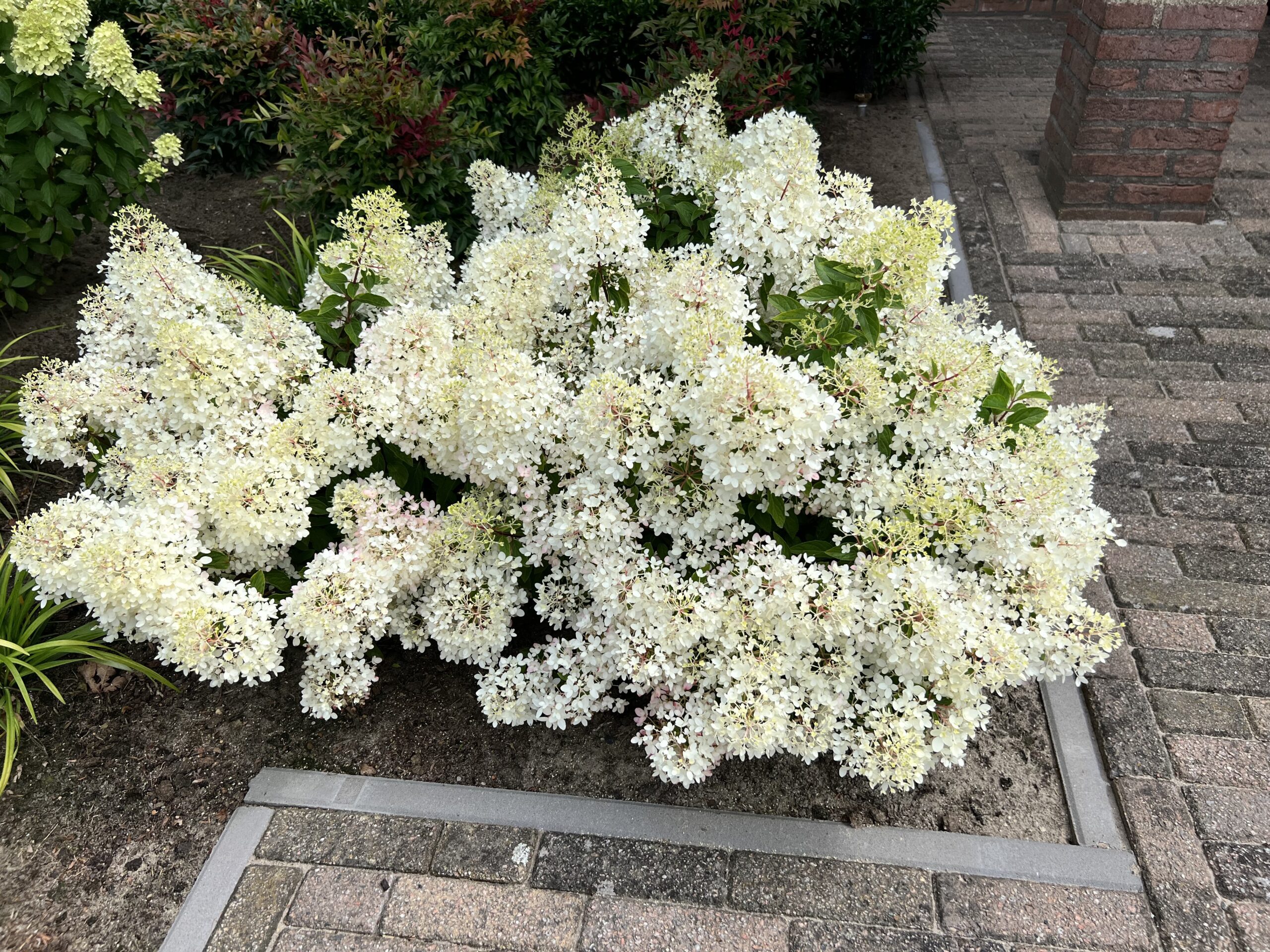 Hydrangea paniculata Groundbreaker Blush - Afbeelding 2