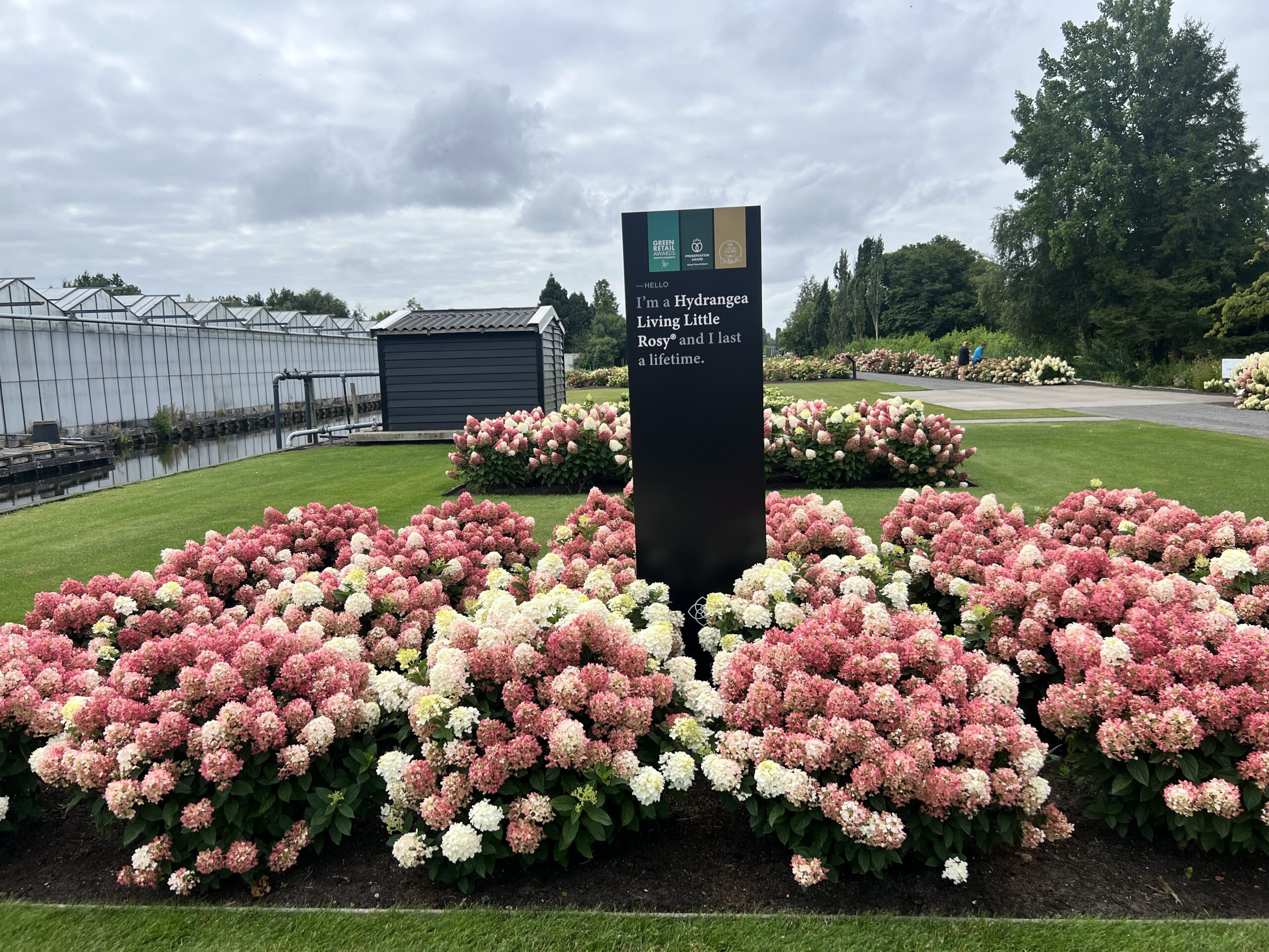 Hydrangea living Little Rosy is een lage, stevige, verkleurende 100 dagen bloeiende hydrangea