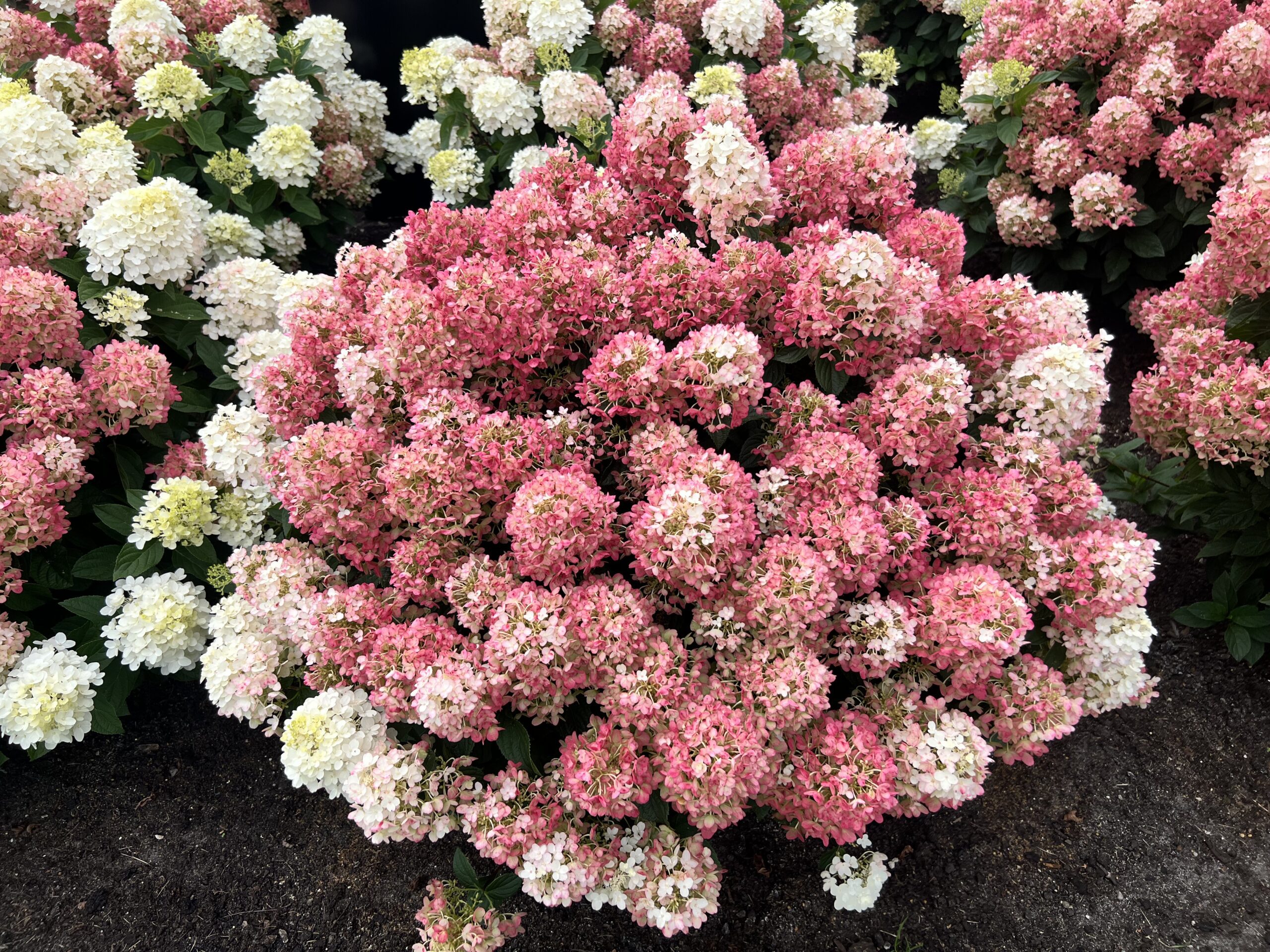 Hydrangea paniculata “Living Little Rosy”-dwerg pluimhortensia - Afbeelding 3