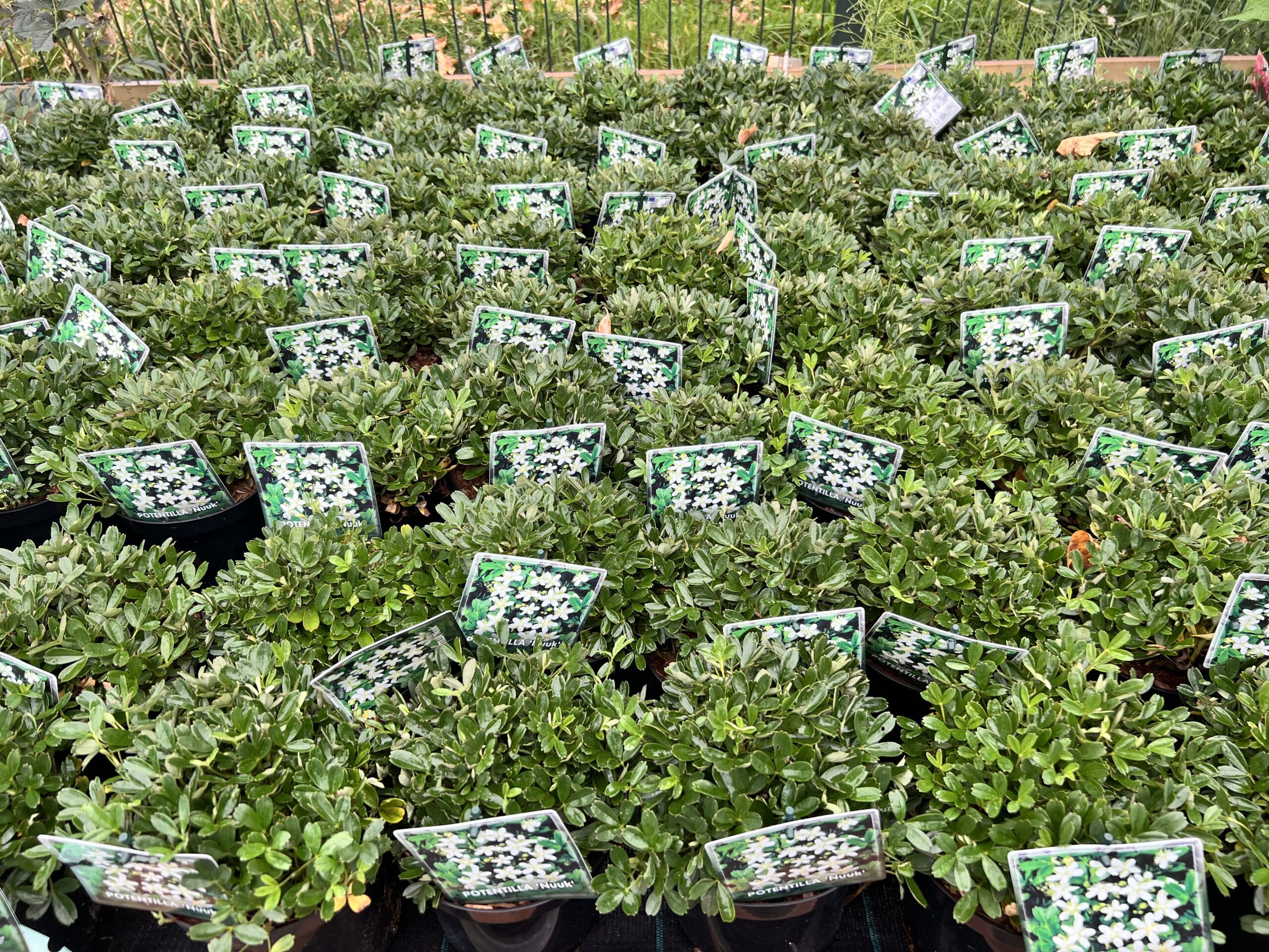 Potentilla tridendata “Nuuk” - Ganzerik - Afbeelding 2