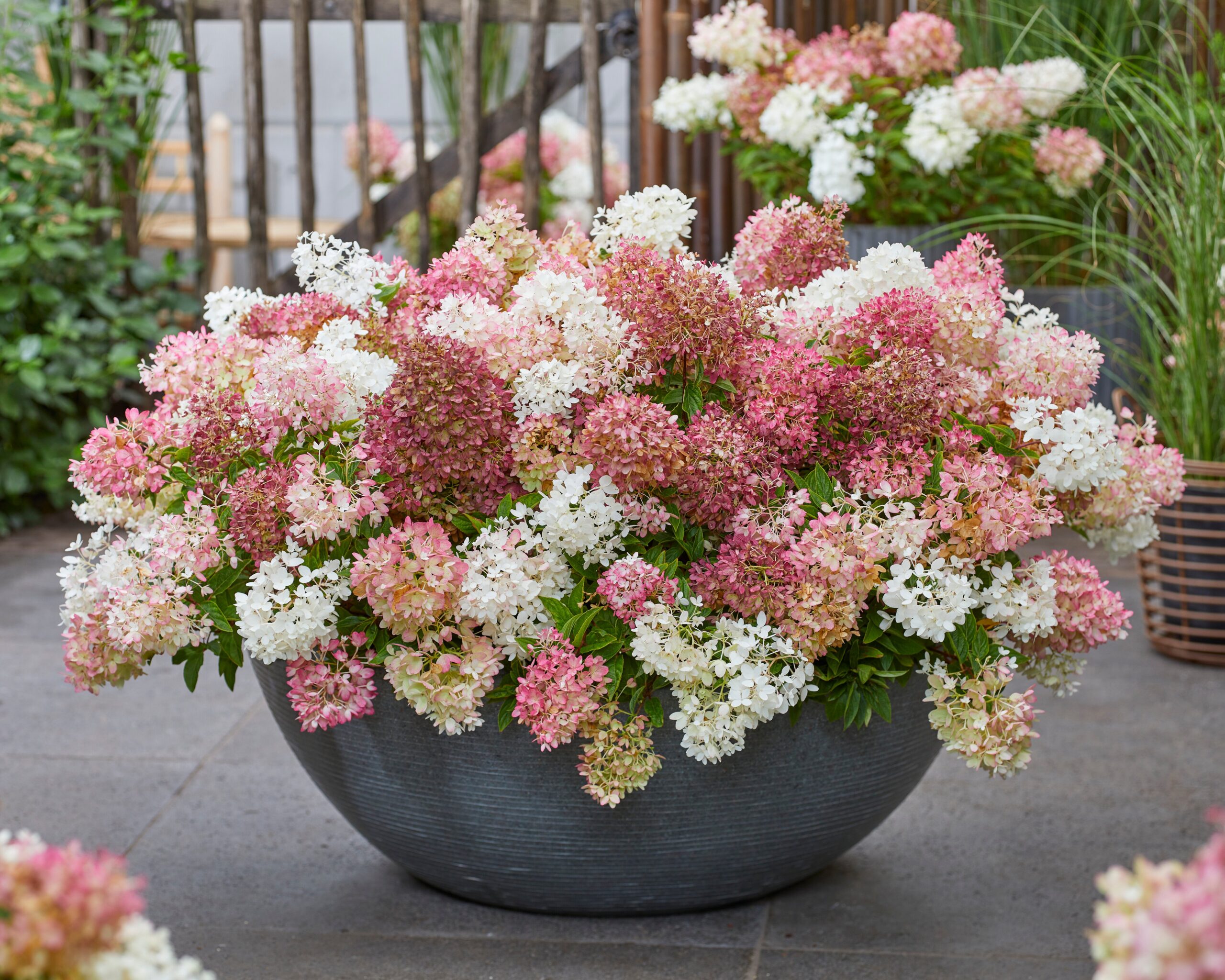 Hydrangea paniculata Groundbreaker Blush