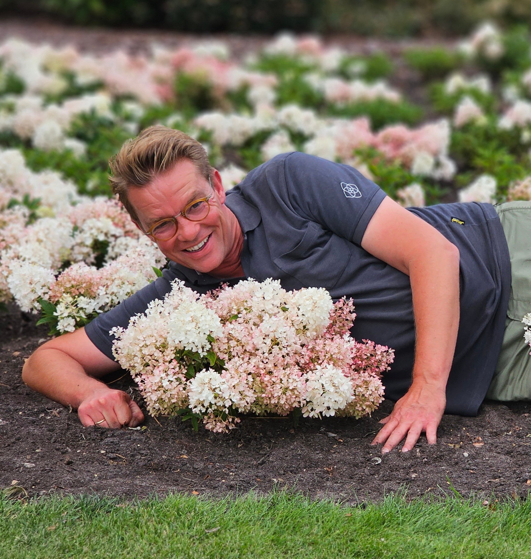 Hydrangea paniculata Groundbreaker Blush - Afbeelding 4