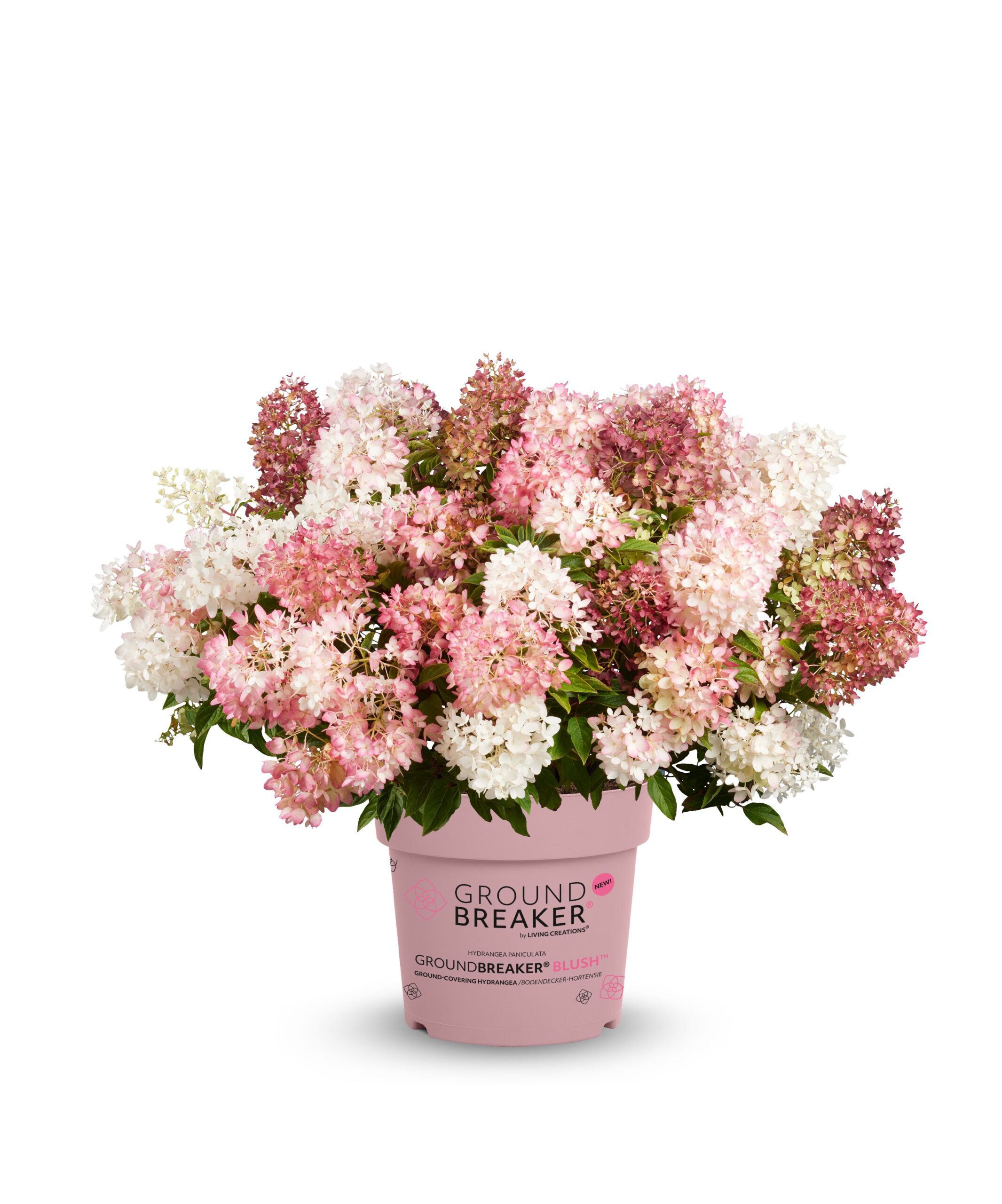 Hydrangea paniculata Groundbreaker Blush - Afbeelding 6